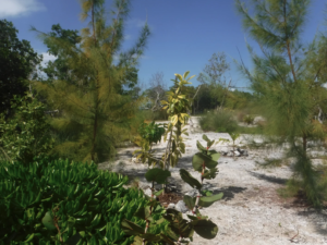 funk caye, Long caye, coco, Private Island for sale, Belize real Estate, caribbean, luxury, reef,