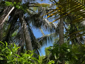 nothern lagoon mountain view Private Island, Placencia, Belize, Island for sale, caribbean, resort, business in belize, investment opportunity